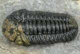 Two Morocops Trilobite Fossils - One Enrolled, One Prone #376926-1